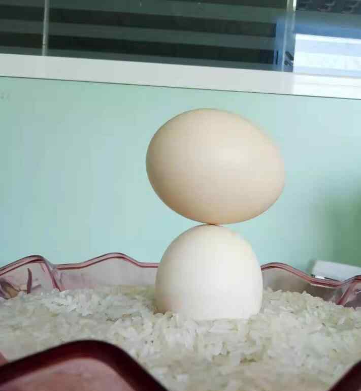 怎么让鸡蛋立起来 立鸡蛋驱鬼魂是真的么，竖鸡蛋叫魂什么原理？