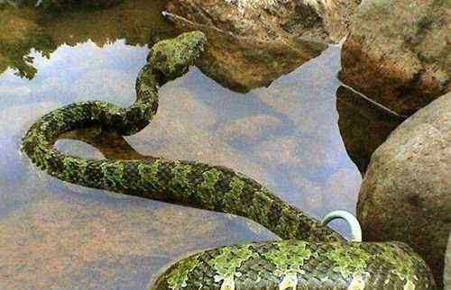 黑虎蛇 世界上最长毒蛇排名