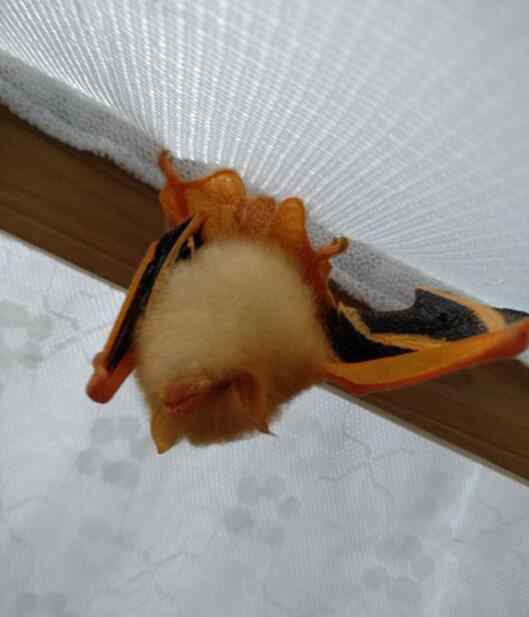 家里进蝙蝠什么预兆 蝙蝠飞到家里是什么预兆，它是老鼠进化变成的吗？