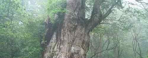 最古老的树 世界上最古老的一棵树