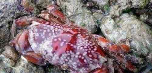 绣花脊熟若蟹 世界上最毒的螃蟹