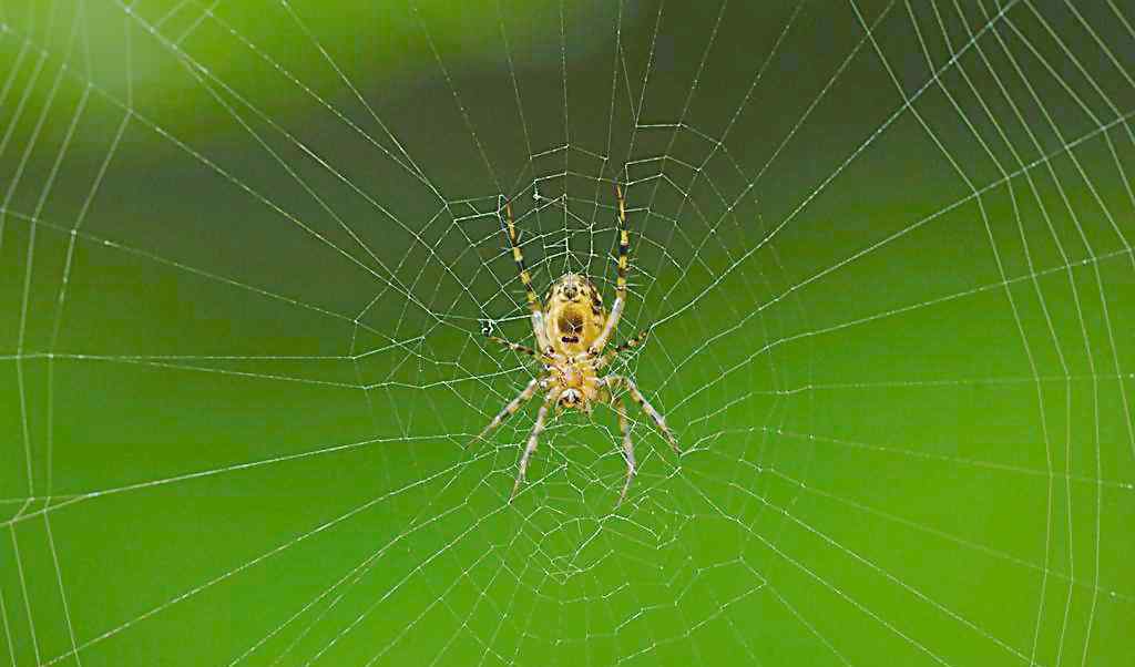 晚上看见蜘蛛的预兆 晚上看见大蜘蛛的预兆是什么？家里的蜘蛛能不能打死