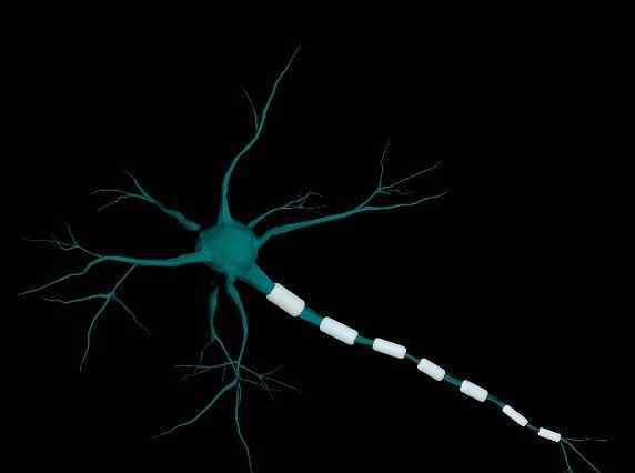 神经元的结构 什么是神经元？神经元是怎样的结构？神经元的作用是什么？