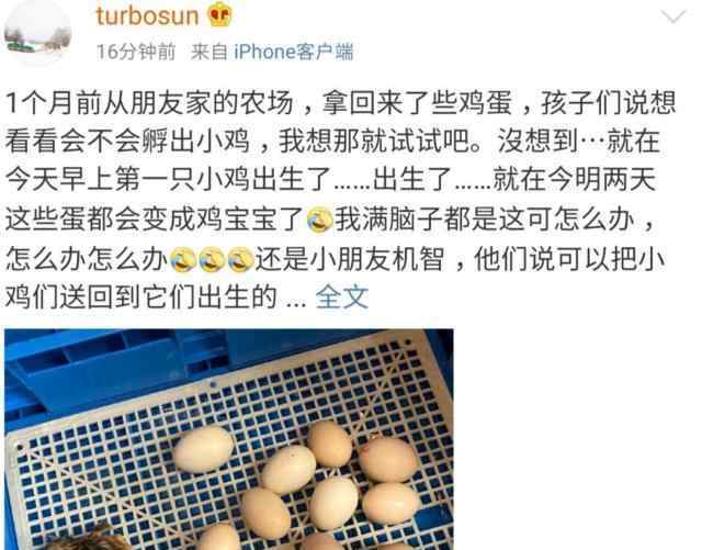 鸡蛋怎么孵出小鸡 孙俪把鸡蛋孵出小鸡不知怎么处理，网友们脑洞大开，邓超又躺枪