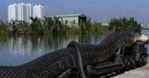 北京动物园百米巨蟒 100米长巨型蟒蛇事件真相