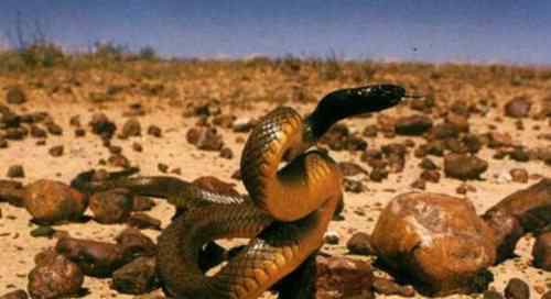 世界上最毒的蛇第一名 世界上最毒的毒蛇图片