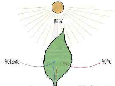 光合作用的意义 【植物知识】光合作用