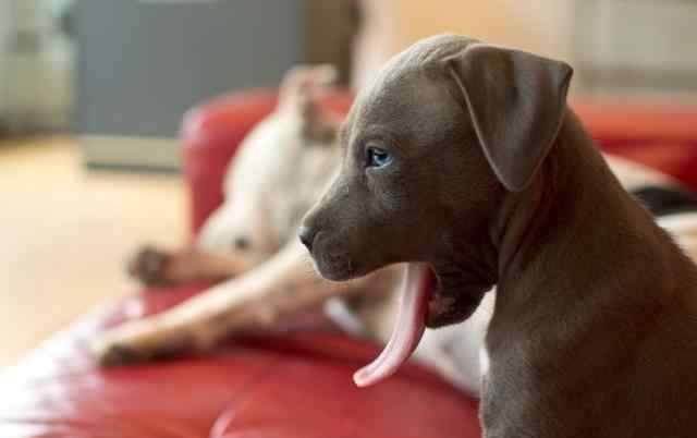 狗狗不进食肚子咕咕叫 狗狗吃完肚子咕噜响，是又饿了？伴随这一症状，就是急性肠胃炎