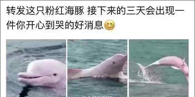 粉红豚 转发粉红海豚刷屏 网友：转发这枚陨石，让小海豚和所有生物灭亡