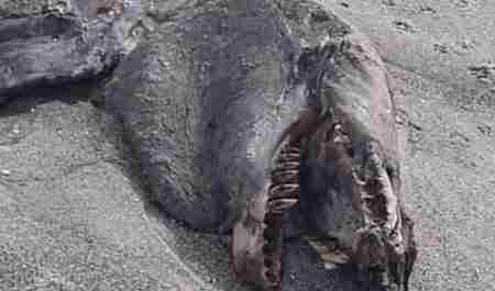 海怪图片 新西兰海滩惊现神秘海怪尸体图片