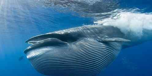 鲸鱼为什么会搁浅 鲸鱼为什么是哺乳动物？鲸鱼集体搁浅是“自杀”吗