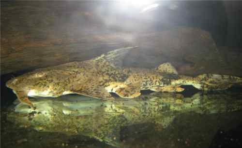 坦克鸭嘴鱼 世界第一巨鱼 体长可达5米