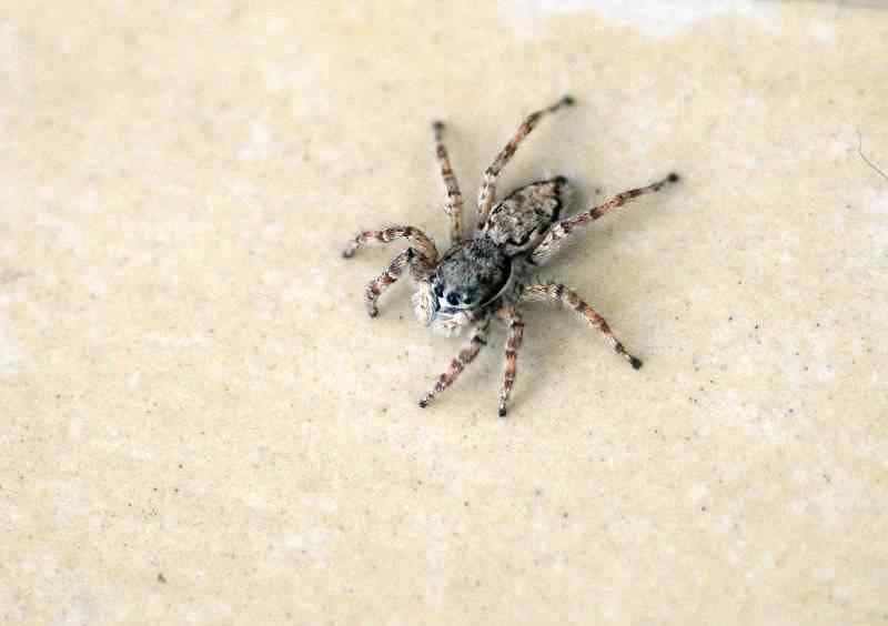 蜘蛛有毒吗 打死喜蛛有什么后果？喜蛛有毒吗它真的会报喜吗？