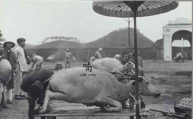 越南杀猪 百年前越南祭天前杀猪宰牛真实场景：官员穿汉服监督，十分隆重
