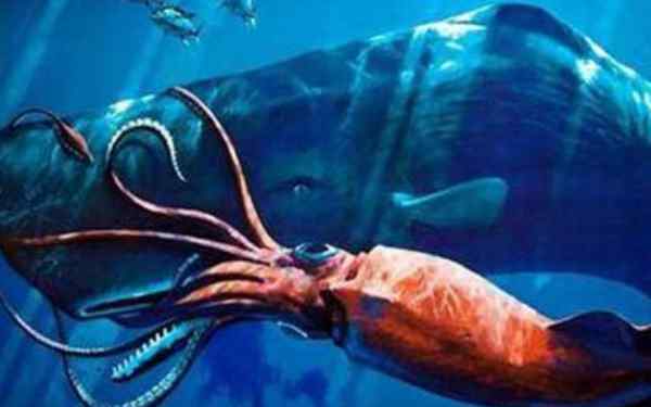 抹香鲸和大王乌贼 来自深海的巨型怪物，大王乌贼与抹香鲸之间的关系
