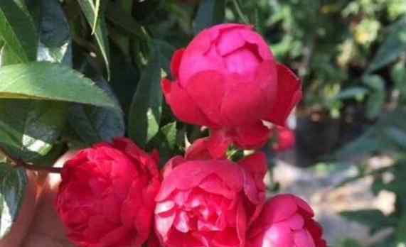 红木香花图片 室内盆栽花就选红木香，香味堪称“十里飘香”，比绿萝好养