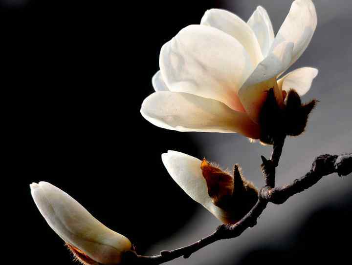 什么花是白色的 玉兰花是什么颜色 一共有几种颜色