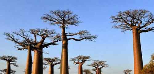 最奇特的树 世界上12种最奇怪的树