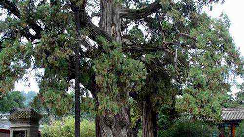最古老的树 世界上最古老的一棵树