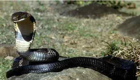 眼镜王蛇 最大眼镜王蛇多重？千年古墓挖出百岁蛇王