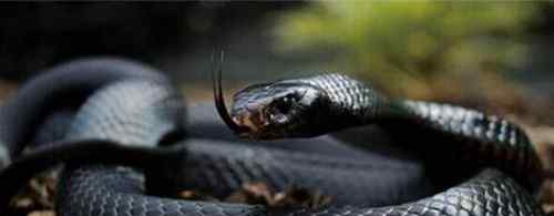 最长的蛇 世界上最长毒蛇排名