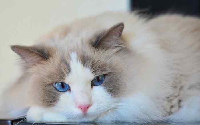 布偶猫只认一个主人吗 怎样才知道布偶猫有没有把你当主人呢？