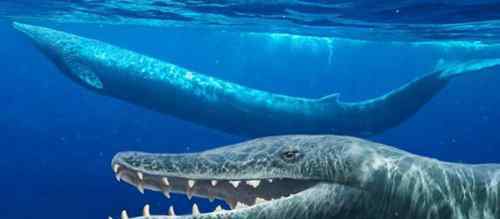 矛齿鲸 世界上咬合力最强的鲸鱼