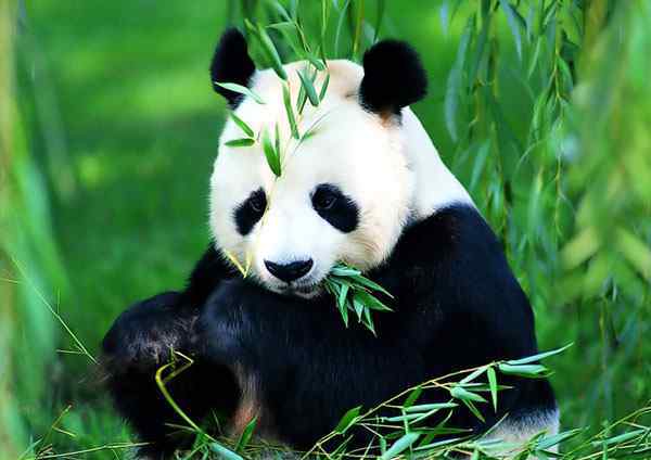 大熊猫是哺乳动物吗 为什么大熊猫难繁殖差点灭绝？大熊猫的三大价值为什么大熊猫难繁殖差点灭绝？大熊猫的三大价值