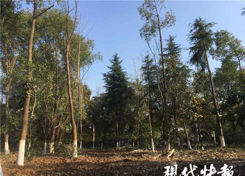 南京砍树 南京一小区多棵景观树被砍，砍树公司称“是误伤，当柴禾卖了”