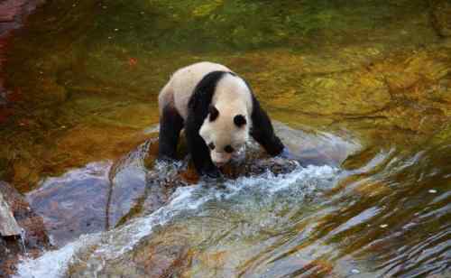 大熊猫是哺乳动物吗 为什么大熊猫难繁殖差点灭绝？大熊猫的三大价值为什么大熊猫难繁殖差点灭绝？大熊猫的三大价值
