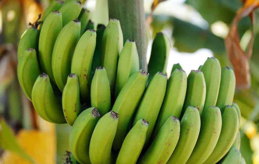 香蕉怎么种 在家如何种香蕉，在家种香蕉有什么技巧