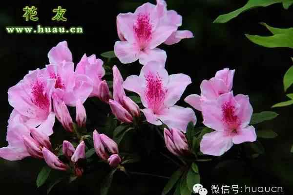 红蜘蛛第五部 杜鹃花六种常见病虫害防治文章配图