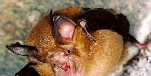 澳洲大蝙蝠 十大最恐怖蝙蝠图片