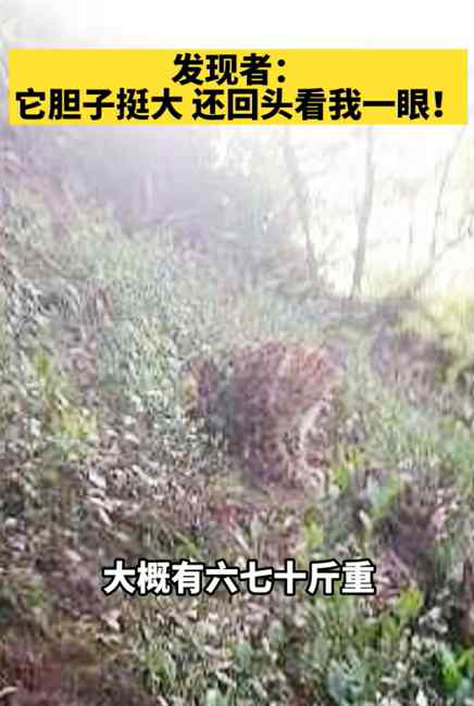 目击者还原杭州发现豹子经过：它胆子挺大 还回头看我一眼！