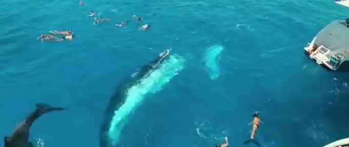 现场画面！澳大利亚两只座头鲸在浮潜者旁边嬉戏 网友直呼壮观