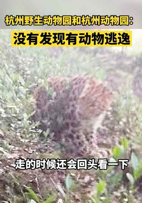 目击者还原杭州发现豹子经过：它胆子挺大 还回头看我一眼！