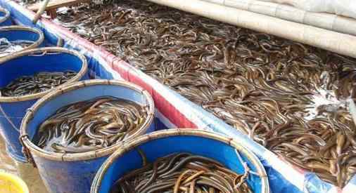 鳝鱼价格 今年的黄鳝价格表现出乎意料，但千万不要盲目跟风养殖！