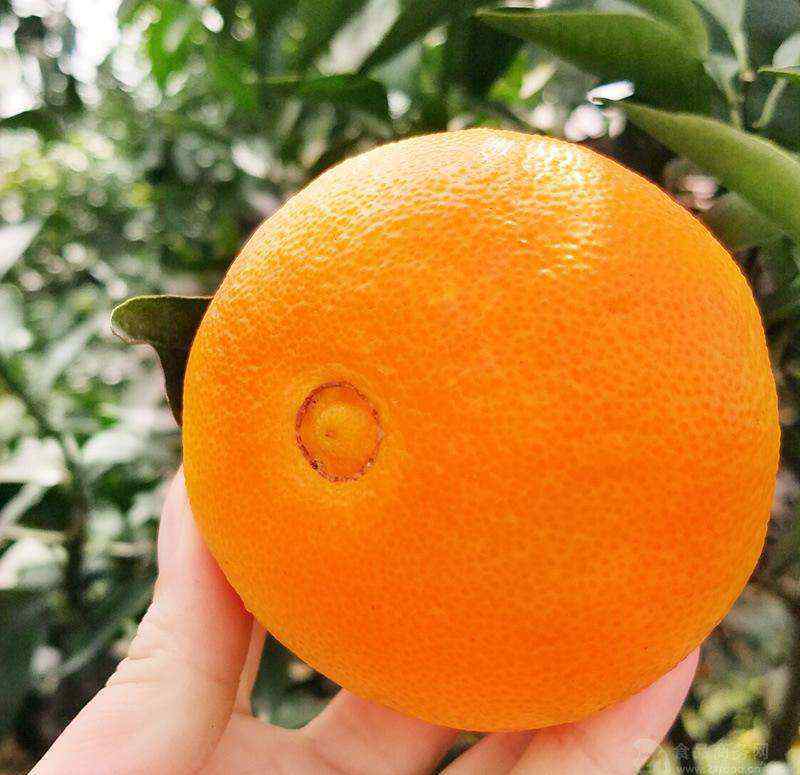 女性长期吃橙子 经常吃脐橙会给身体带来以下惊喜变化，尤其是女性朋友，不要错过
