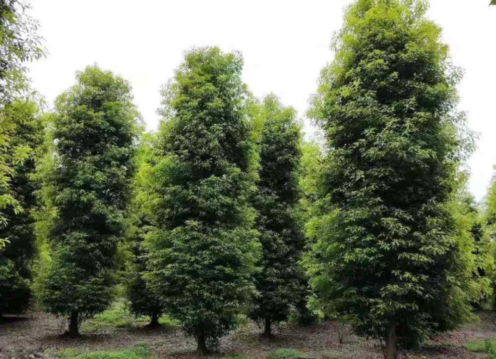 金丝楠木树苗 如果你还年轻，种植金丝楠木树，可能会给你创造可观的财富