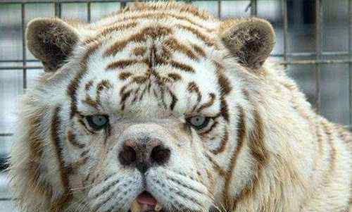 真虎图片 世界最丑老虎图片
