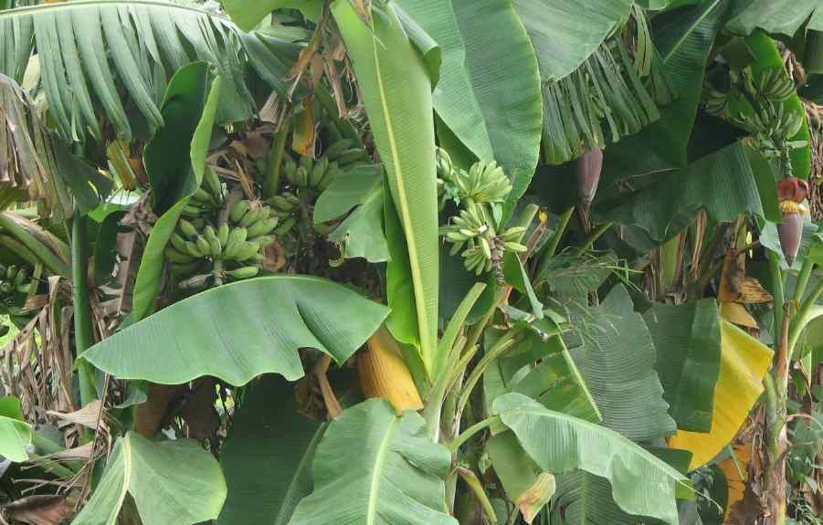 香蕉怎么种 在家如何种香蕉，在家种香蕉有什么技巧