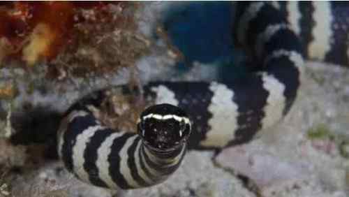 森林王蛇 世界上最毒的蛇 世界上最大的蟒蛇