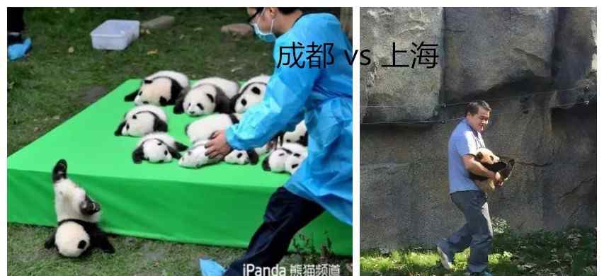 上海野生动物园好玩吗 十年内养死5只大熊猫！上海野生动物园，请放过剩下还在你们那里的熊猫宝贝好吗？