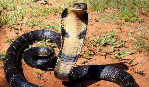最大蟒蛇图片 世界上最毒的蛇 世界上最大的蟒蛇