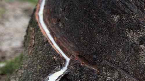 铁桦树 世界上生长速度最慢的树