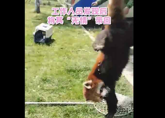 小熊猫藏进大巴车被捉回 现场画面太好笑 网友： 像极不愿上班的自己