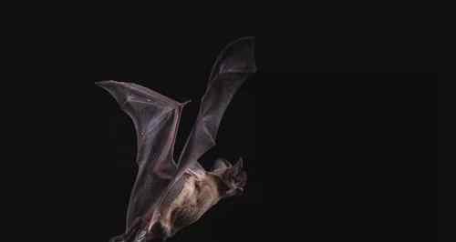 澳洲大蝙蝠 十大最恐怖蝙蝠图片
