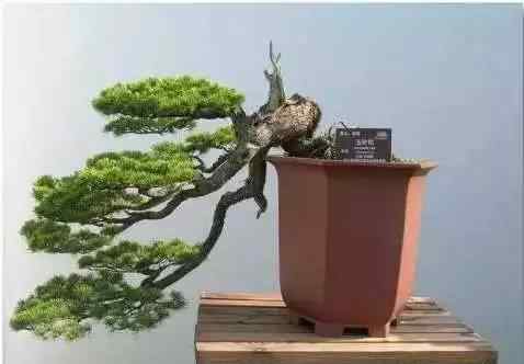 盆景艺术五大流派 盆景艺术五大流派文章配图 盆景艺术五大流派 盆景艺术五大流派文章配图