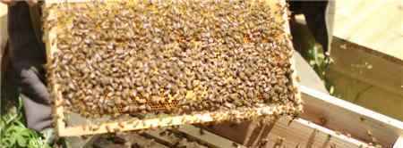 土蜂蜜和普通蜂蜜的区别 土蜂蜜价格多少钱一斤？蜂种不同，蜂蜜价格也千差万别！