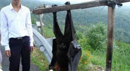 巨型蝙蝠王 秘鲁捕获一只巨型蝙蝠王真实照片